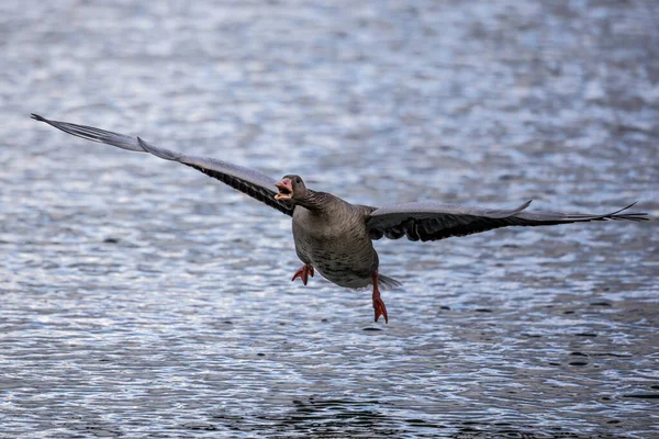 Anser Anser Anser Uma Espécie Ganso Família Anatidae Aves Aquáticas — Fotografia de Stock