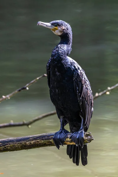 Kuzey yarımküre boyunca büyük siyah karabatak olarak bilinen büyük karabatak, Avustralya 'daki siyah karabatak ve Yeni Zelanda' nın daha güneyindeki siyah karabatak