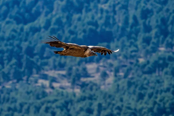 Griffon Vultures Gyps Fulvus Літають Навколо Serrania Cuenca Уні Іспанія — стокове фото