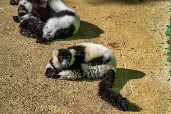 Czarno Biały Lemur Rudy Varecia Variegata Jerez Frontera Andaluzja Hiszpanii — Zdjęcie stockowe