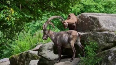 Genç dağ keçisi annesiyle birlikte bir kayanın üzerinde. Bir Alman parkında Capra Dağ keçisi.