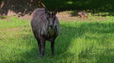 Apennine Chamois, Rupicapra pyrenaica ornata, İtalya 'daki Abruzzo-Lazio-Molise Ulusal Parkı ve İspanya' daki Pireneler 'de yaşamaktadır.