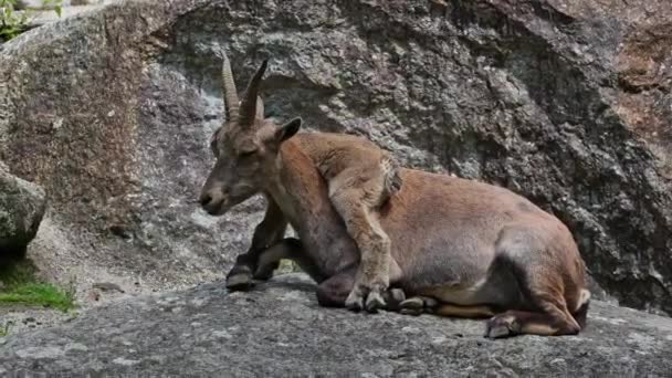 若い赤ちゃんの山Ibex岩の上に母親と ドイツの公園でCapra Ibex — ストック動画