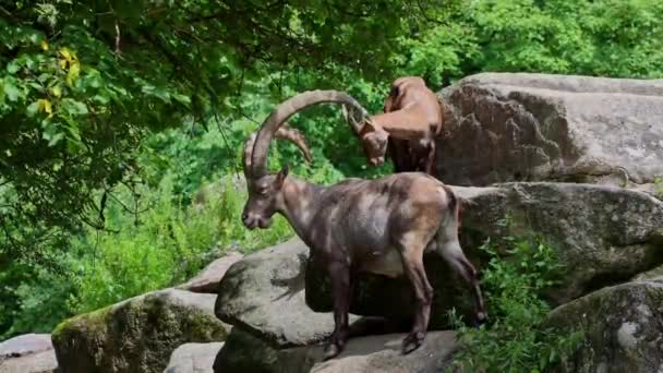 Jonge Baby Berg Steenbok Met Zijn Moeder Een Rots Capra — Stockvideo