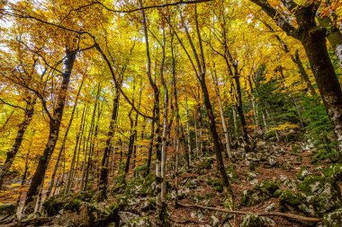 Ordesa 'da renkli kayın ağaçları ve İspanya' da Monte Perdido Ulusal Parkı, Pireneler, Aragon.