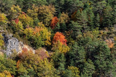 İspanya 'nın Navarre Özerk Topluluğu' ndaki Pireneler 'deki Salazar Nehri' nin Foz de Arbayun kanyonundan geçerek,