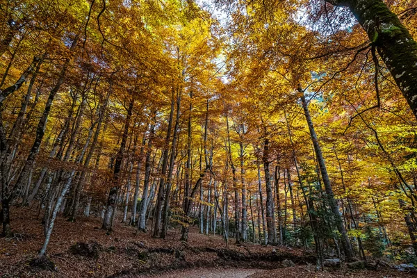 Bunte Buchenwälder Ordesa Und Monte Perdido Nationalpark Pyrenäen Aragon Spanien — Stockfoto