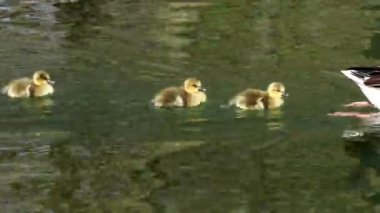 Küçük bebekleri olan gri lag kazları ailesi. Gri-lag kaz, Anser anser, Anatidae familyasından bir kaz türü.