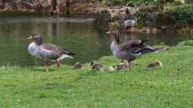 Küçük bebekleri olan gri lag kazları ailesi. Gri-lag kaz, Anser anser, Anatidae familyasından bir kaz türü.