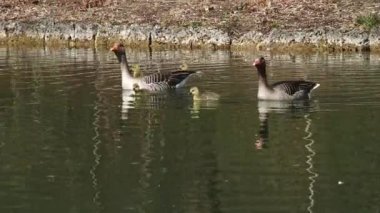Küçük bebekleri olan gri lag kazları ailesi. Gri-lag kaz, Anser anser, Anatidae familyasından bir kaz türü.