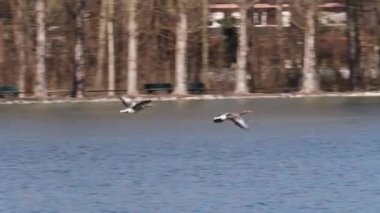 Anser anser, Anatidae familyasından Anatidae familyasından bir kaz türü. Burada havada uçuyor..