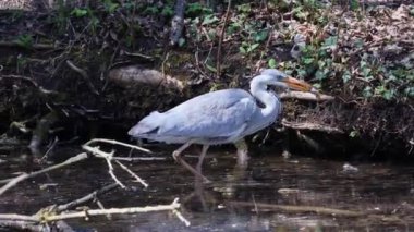 Bu gri balıkçıl hareketli suda balık tutarken, Ardea cinerea başarıyla bir balık yakaladı. Bu balıkçılgiller (Ardeidae) familyasından uzun bacaklı yırtıcı bir kuş.