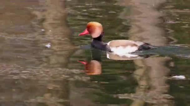 Pochard Cresta Roja Netta Rufina Gran Pato Buceo Aquí Lago — Vídeo de stock