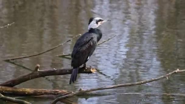 Velký Kormorán Phalacrocorax Carbo Známý Jako Velký Černý Kormorán Přes — Stock video