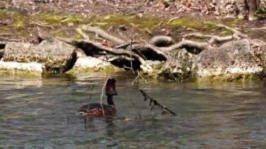 Bir çift Great Crested Grebe, Podiceps kristali yuvalarını inşa ediyor. Güzel turuncu renkli kuş, kırmızı gözlü su kuşu. Eski Dünya 'da bulunan en büyük aile üyesidir..