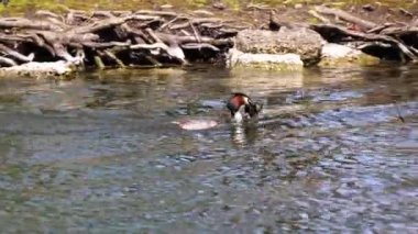Bir çift Great Crested Grebe, Podiceps kristali yuvalarını inşa ediyor. Güzel turuncu renkli kuş, kırmızı gözlü su kuşu. Eski Dünya 'da bulunan en büyük aile üyesidir..