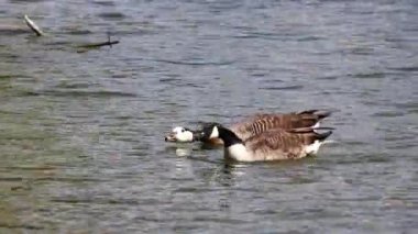 Kanada kazı, Branta kanadensis ailesi Almanya 'da Münih yakınlarındaki bir gölde yavru geyikler. Branta canadensis, Anatidae familyasından bir kuş türü.