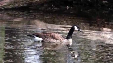 Kanada kazı, Branta kanadensis ailesi Almanya 'da Münih yakınlarındaki bir gölde yavru geyikler. Branta canadensis, Anatidae familyasından bir kuş türü.