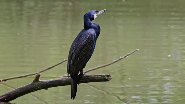 Velký Kormorán Phalacrocorax Carbo Známý Jako Velký Černý Kormorán Přes — Stock video