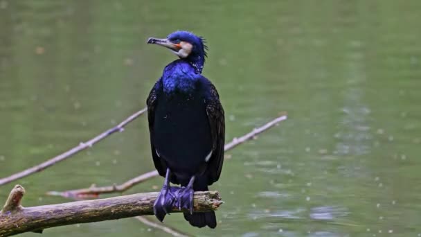 Velký Kormorán Phalacrocorax Carbo Známý Jako Velký Černý Kormorán Přes — Stock video