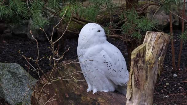 雪白色的猫头鹰 Bubo Scandiacus Strigidae家族的鸟 用黄色的眼睛 — 图库视频影像