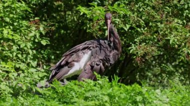 Kara leylek, Ciconia zencisi. Leylek familyasından büyük bir kuş.. 