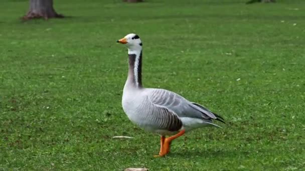 Bar Headed Goose Anser Indicus Goose Breeds Central Asia Colonies — Stock Video