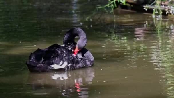 Black Swan Cygnus Atratus Large Waterbird Species Swan Which Breeds — Stock Video