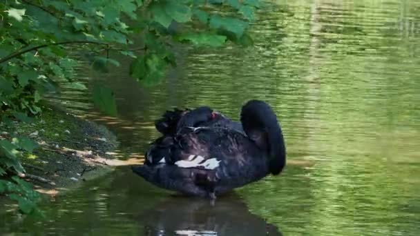 Zwarte Zwaan Cygnus Atratus Een Grote Zwaan Die Vooral Het — Stockvideo
