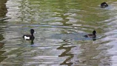 Tufted duck, Aythya fuligula, Almanya 'nın Münih kentindeki İngiliz Bahçesi' nde Kleinhesseloher Gölü 'nde yüzen küçük bir ördek.