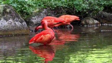 Kızıl aynak, Eudocimus ruber, Threskiornithidae familyasından bir kuş, kabuklu deniz ürünlerinin kırmızımsı renklerine hayran kalmıştır.
