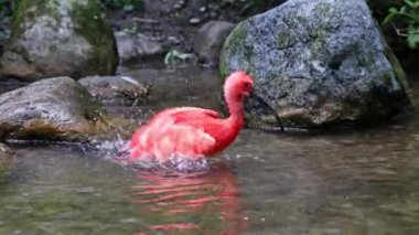 Kızıl aynak, Eudocimus ruber, Threskiornithidae familyasından bir kuş, kabuklu deniz ürünlerinin kırmızımsı renklerine hayran kalmıştır.