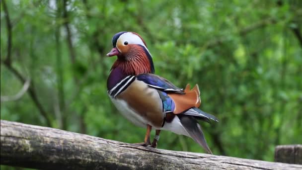 Mandarin Ördeği Aix Galericulata Doğu Asya Yaşayan Bir Ördek Türüdür — Stok video