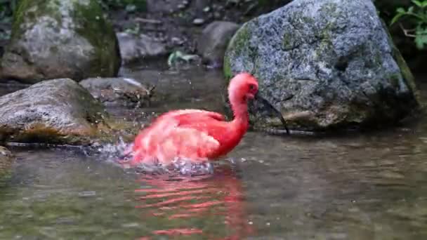 Scarlet Ibis Eudocimus Ruber Vogel Uit Familie Threskiornithidae Bewonderd Door — Stockvideo