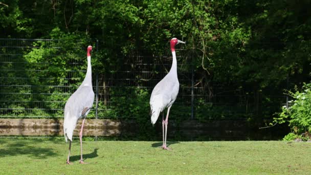 Guindaste Sarus Grus Antigone Grande Guindaste Não Migratório Encontrado Partes — Vídeo de Stock