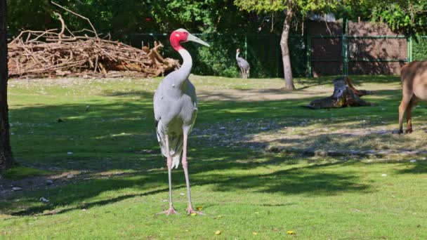 Grúa Sarus Grus Antigone Una Gran Grúa Migratoria Que Encuentra — Vídeo de stock