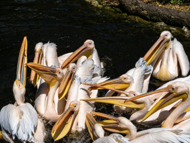Büyük Beyaz Pelikan (