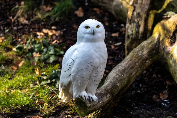 Snowy Owl Bubo Scandiacus Крупная Белая Сова Типичного Семейства Сов — стоковое фото