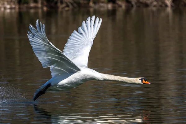 Łabędź Niemy Cygnus Olor Gatunek Łabędzia Rodziny Anatidae Latający Nad — Zdjęcie stockowe