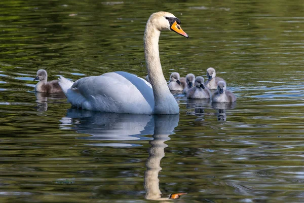 Une Famille Cygnes Muets Mère Avec Des Bébés Cygnus Olor — Photo