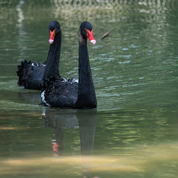 Der Schwarze Schwan Cygnus Atratus Ist Ein Großer Wasservogel Eine — Stockfoto