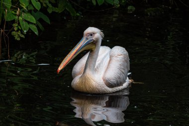 Büyük Beyaz Pelikan (