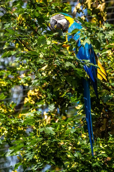 Arara Azul Amarela Ara Ararauna Também Conhecida Como Arara Azul — Fotografia de Stock