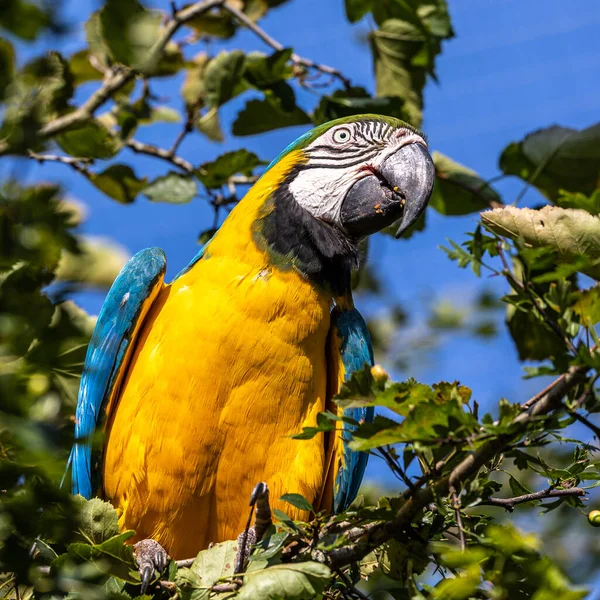 노란색의 마카우 Blue Yellow Macaw 황금색의 마카우 Ara Ararauna 대부분 — 스톡 사진