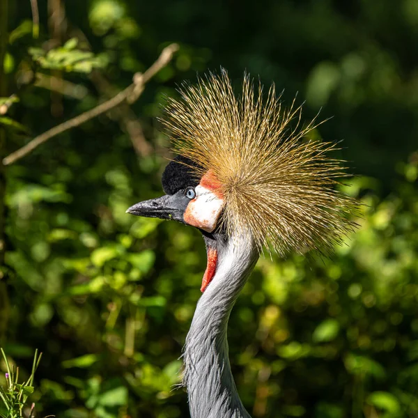 Black Crowned Crane Balearica Pavonina Pták Jeřábové Rodiny Gruidae — Stock fotografie