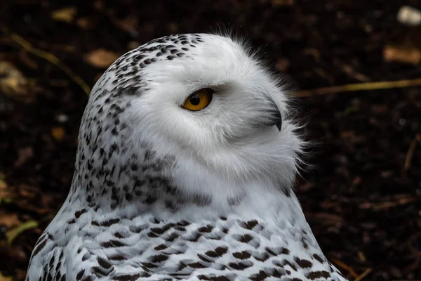 Snowy Owl Bubo Scandiacus Крупная Белая Сова Типичного Семейства Сов — стоковое фото