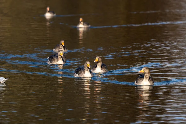 アンサー アンサー Anser Anser 水鳥科アナティデイ属の大型ガチョウの一種であり アンサー属の種類である — ストック写真