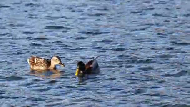 Pato Reais Patinho Selvagem Anas Platyrhynchos Pato Rastejante Que Reproduz — Vídeo de Stock