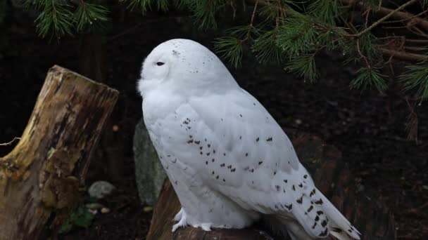 雪のフクロウ ボボのスカンディアクス ストリギウス科の鳥 黄色い目で — ストック動画