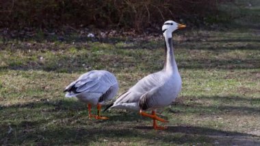 Çubuk kafalı kaz Münih 'te bir gölün üzerinde uçuyor. Anser indicus, Orta Asya 'da, Güney Asya' daki dağ gölleri ve kışların yakınında, Hindistan yarımadasının güneyine kadar uzanan binlerce kolonide ürer..